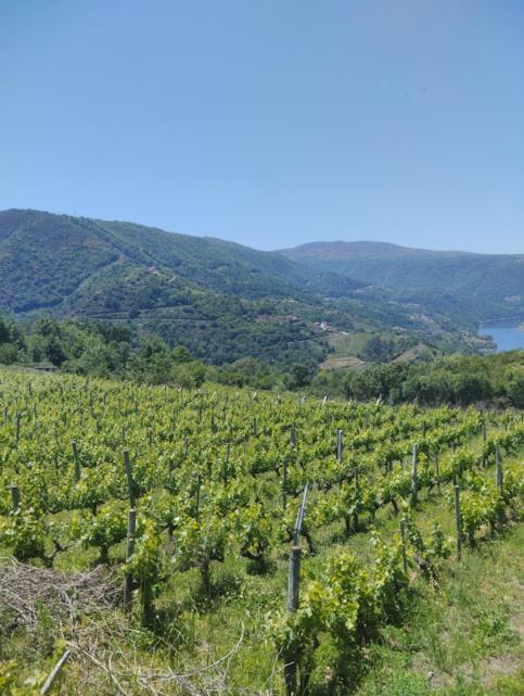 O Recuncho Da Isa - Ribeira Sacra Villa Pereiro de Aguiar Dış mekan fotoğraf